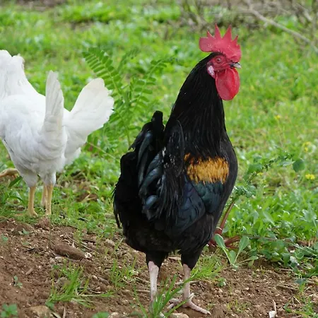 Giardino Del Tempo * Merine