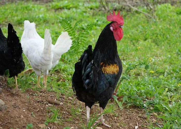 Giardino Del Tempo * Merine