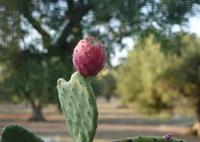 Bauernhof Giardino Del Tempo Merine