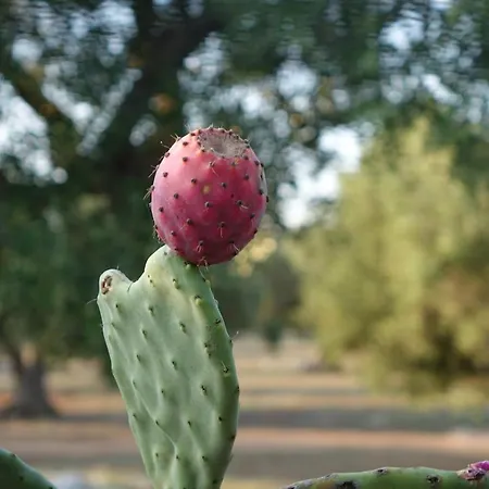 Vakantieboerderij Giardino Del Tempo Merine